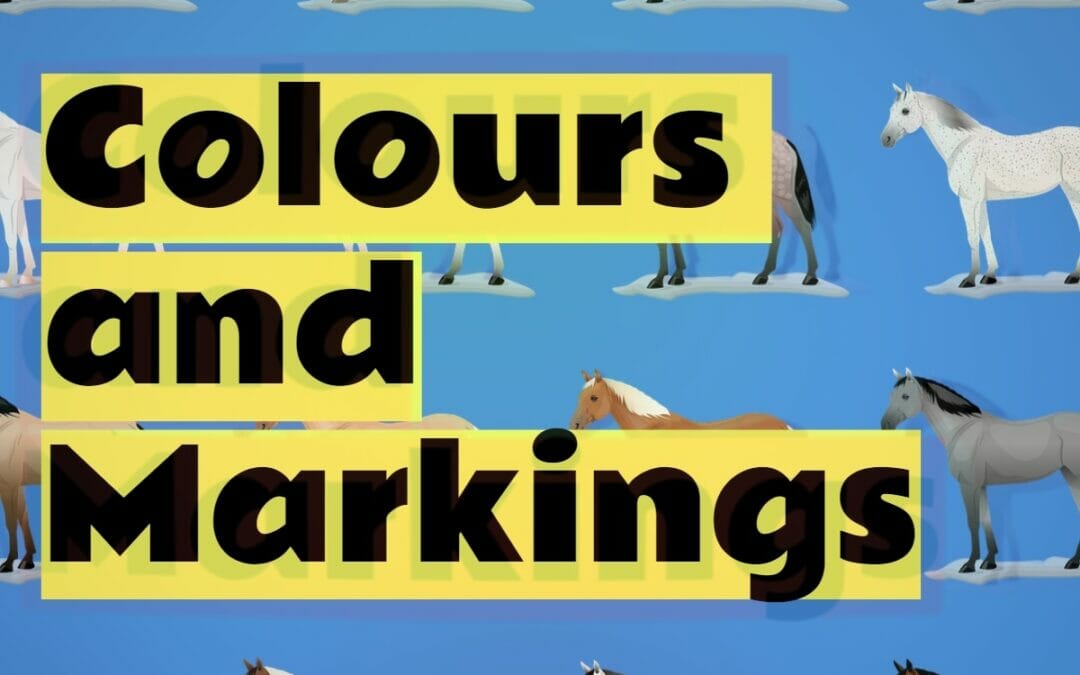Colours and Markings (Quiz)